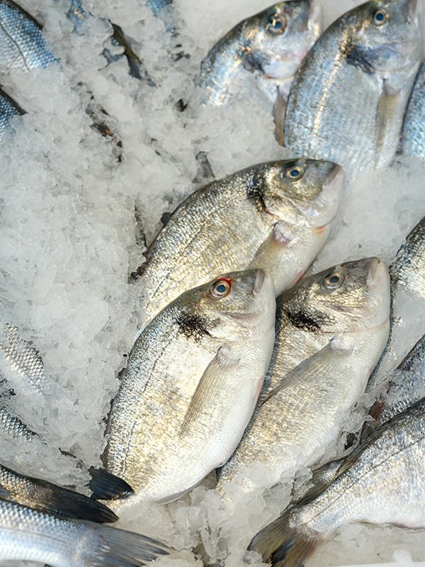 Çupra 1400-1600 gram arası